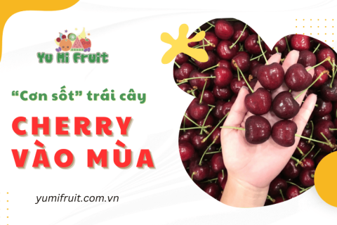 Cơn sốt trái cây Cherry đã trở lại! Ghé Yumi Fruit thưởng thức ngay