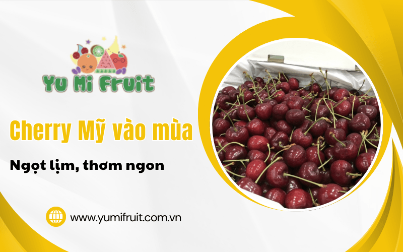 Cherry Mỹ vào mùa