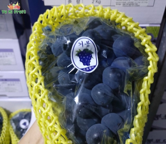 Nho rượu Kyoho Hàn Quốc
