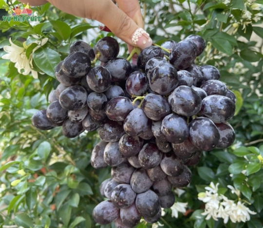Nho kẹo đen Chile