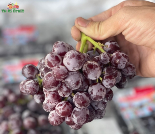 Nho kẹo đỏ Mỹ