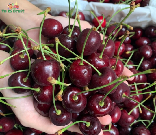 Cherry Mỹ