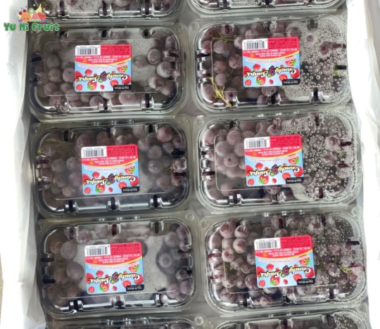 Nho kẹo đỏ Mỹ