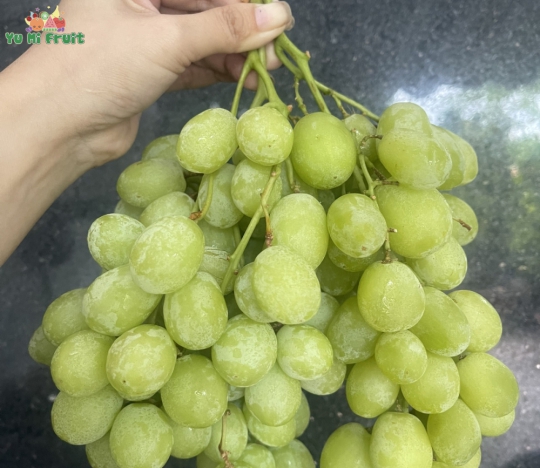 Nho xanh Mỹ