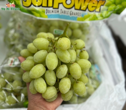 Nho xanh Mỹ