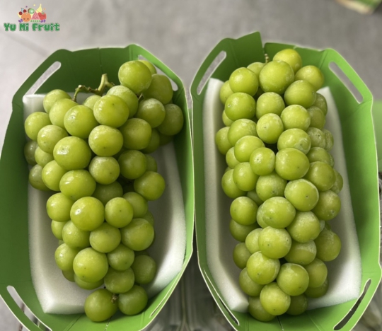 Nho Mẫu đơn khay thuyền