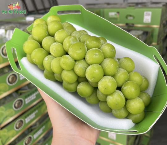 Nho Mẫu đơn khay thuyền