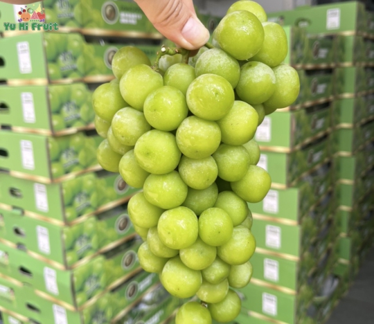 Nho Mẫu đơn khay thuyền